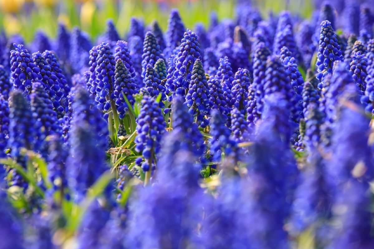 grape hyacinth planted in large grouping