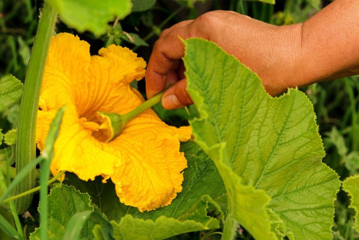 pollinating zucchini