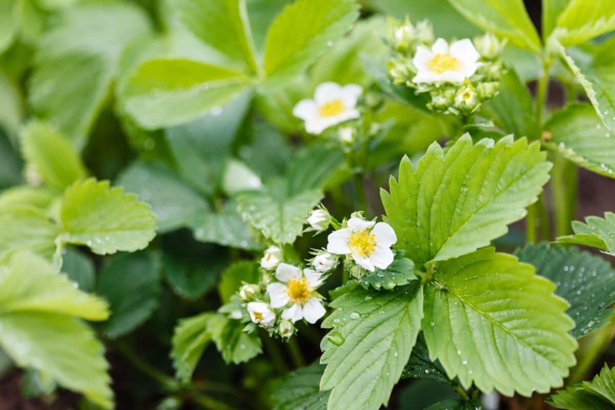 Pinch off Strawberry Flowers