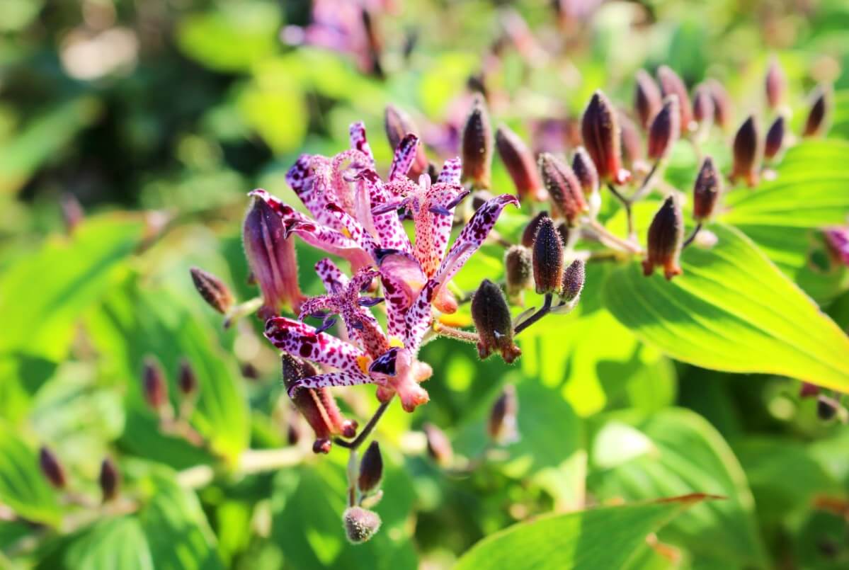 spotted toad lily flowers