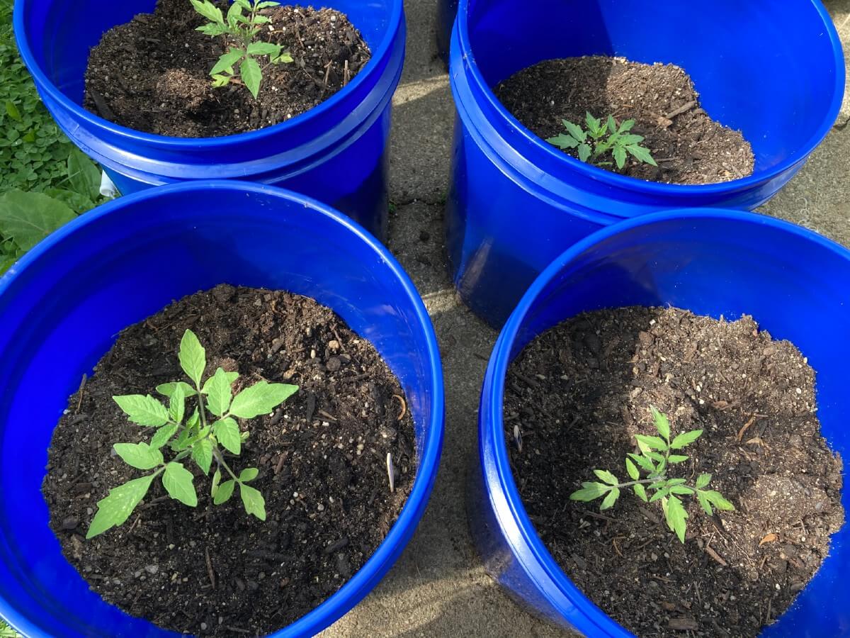 tomatoes planted in plastic pails