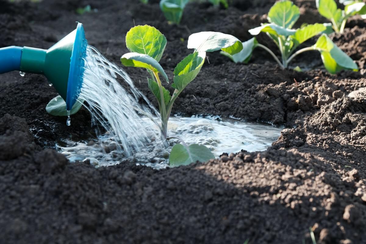 watering can watering newly-planted broccoli transplant