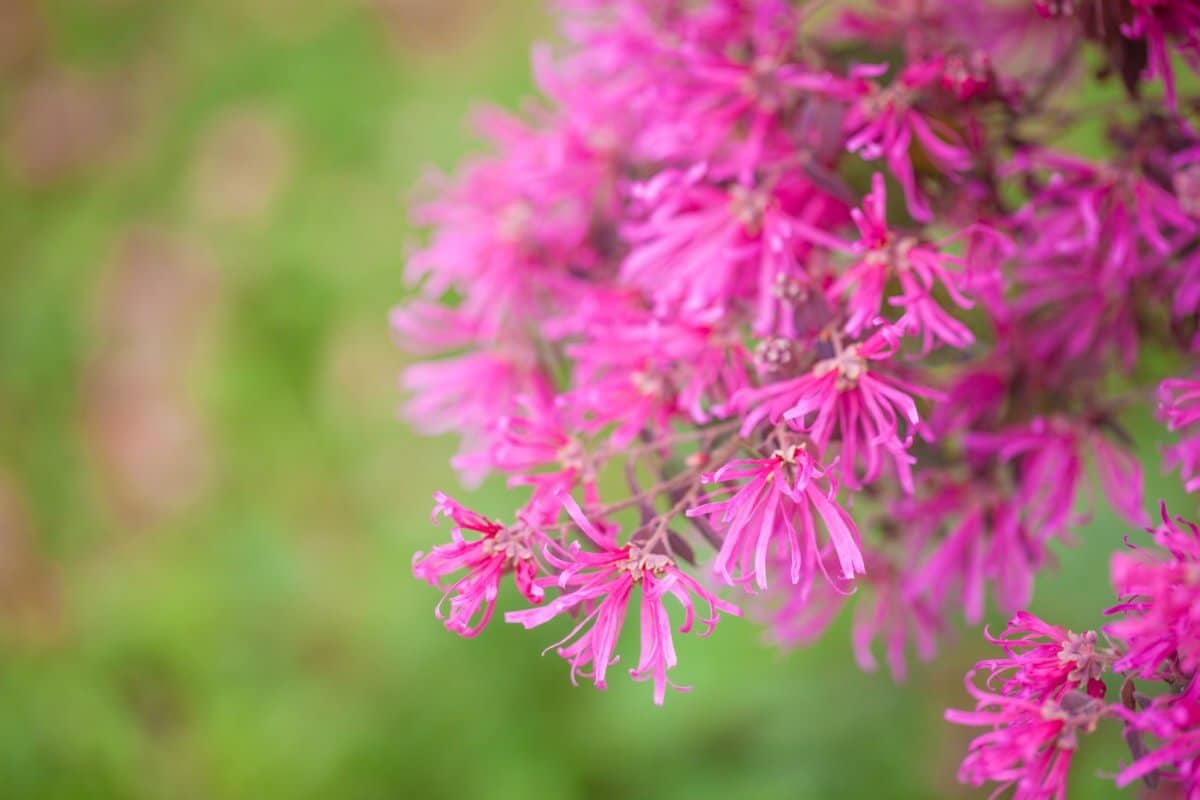 Witch Hazel pink flower close up.