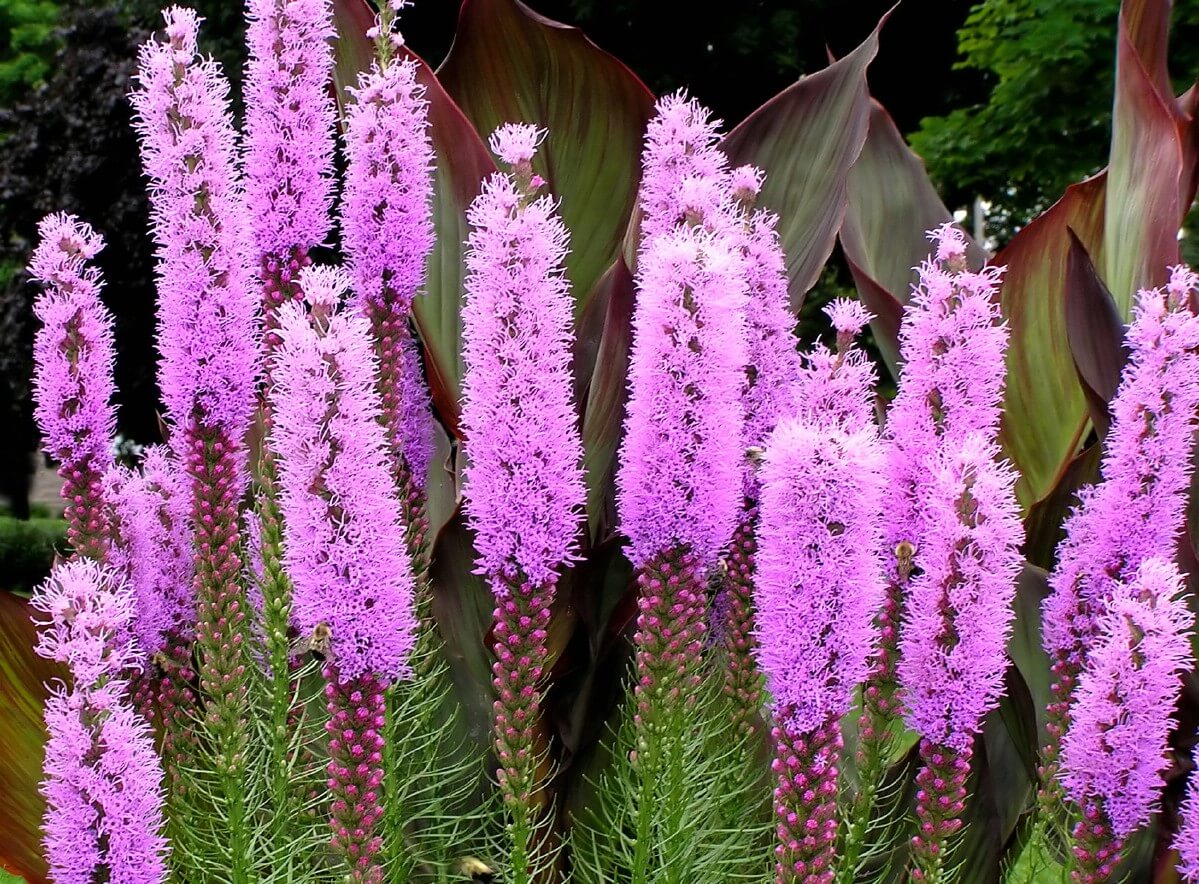 fuzzy purple liatrus