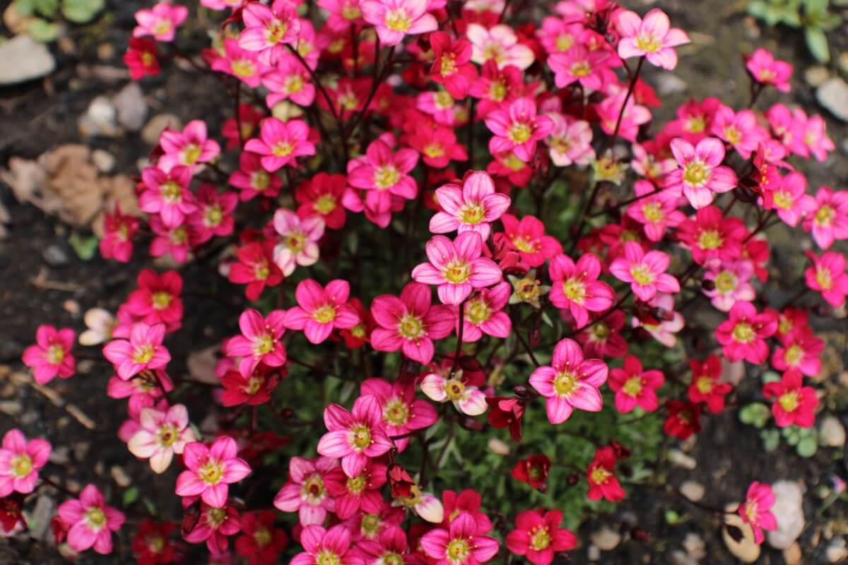 bright pink multi-hued Saxifraga flowers