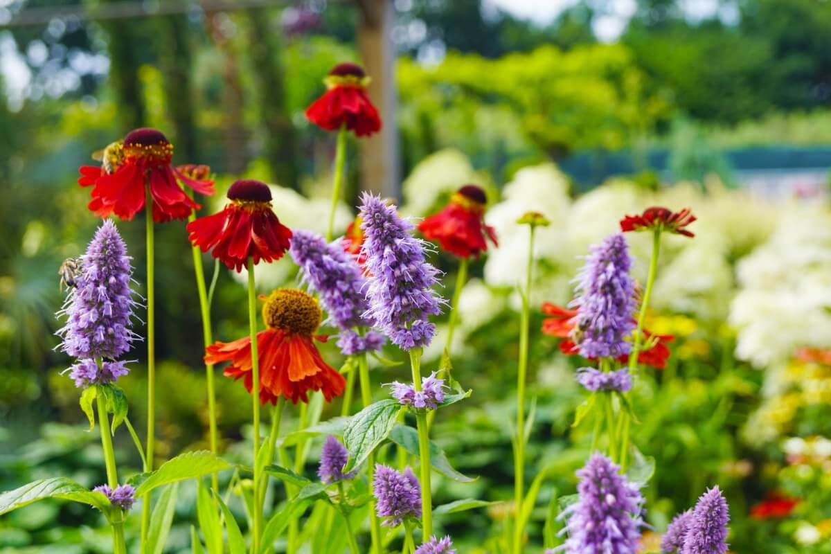 Anise Hyssop in the garden