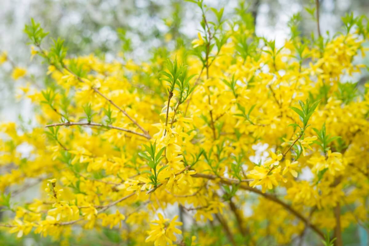 forsythia in bloom