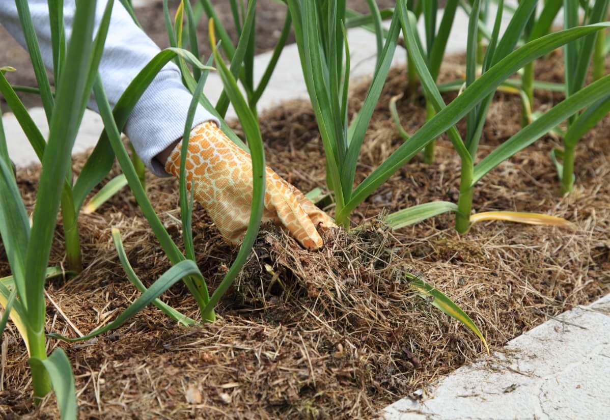 mulch in a raised garden bed around garlic