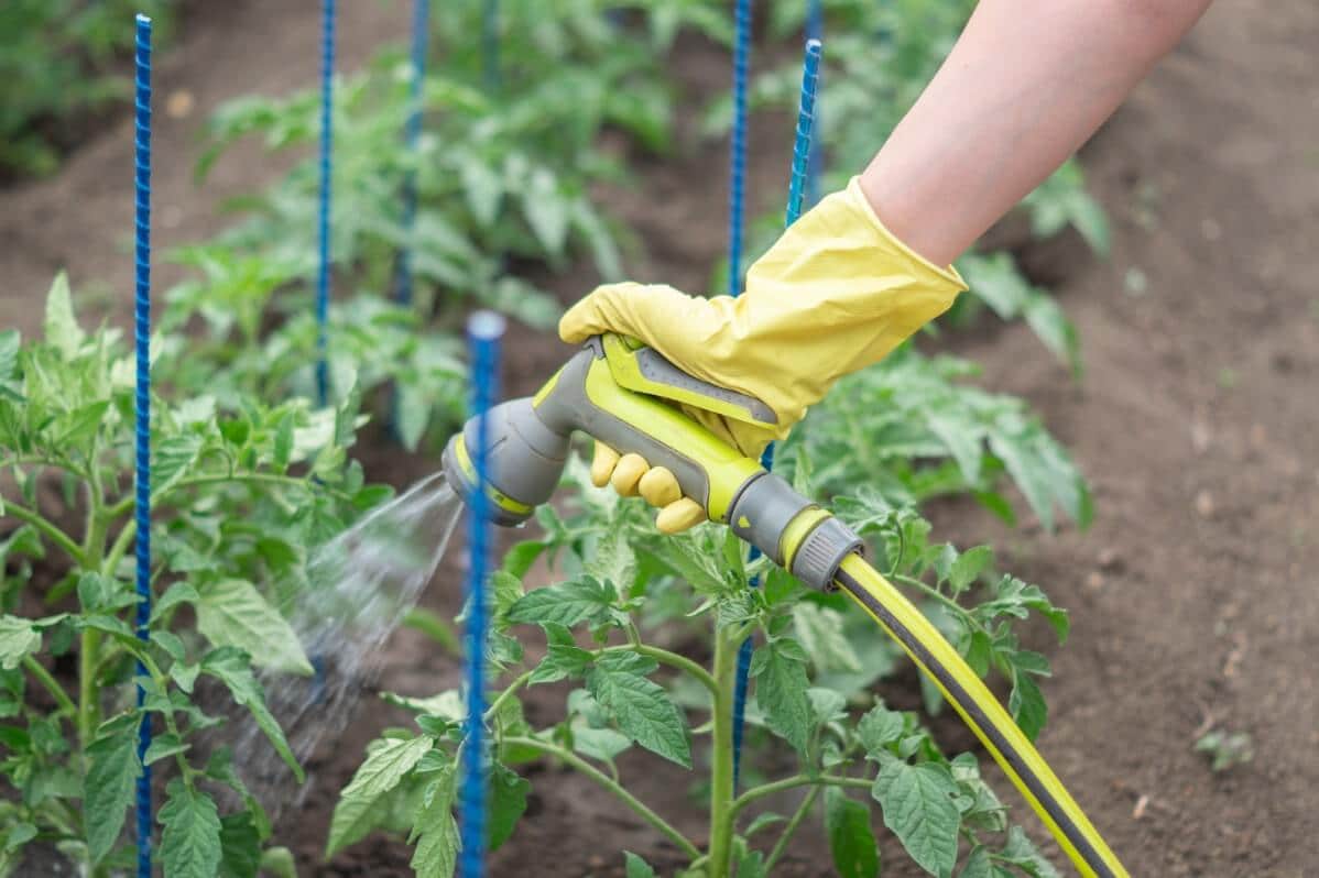 blue tomato stake and tomato plants being watered