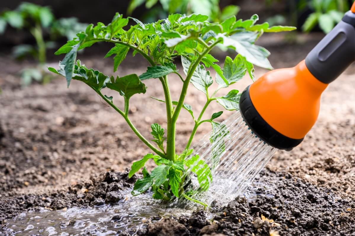 spray wand watering tomato plant at the base