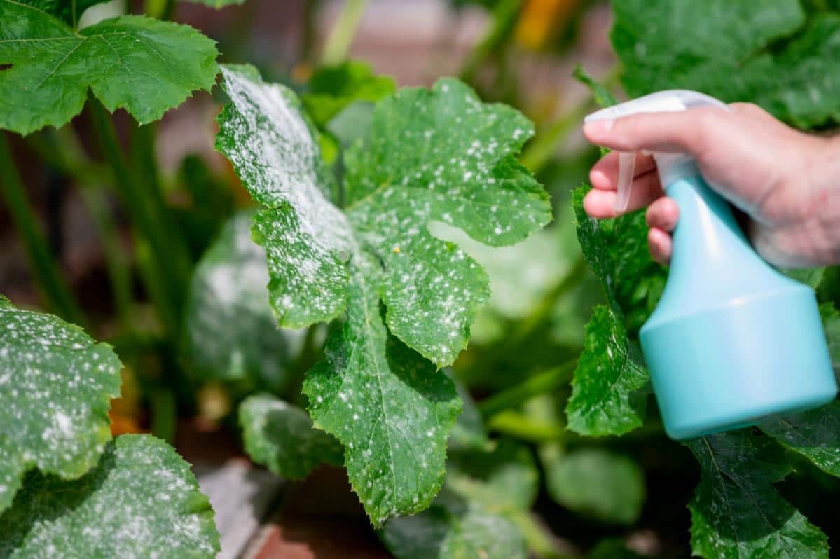 Mildew on Zucchini