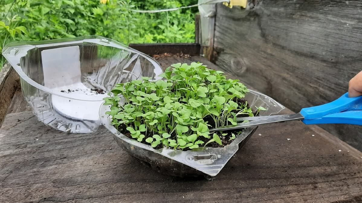 Scissors cutting tray of microgreens.