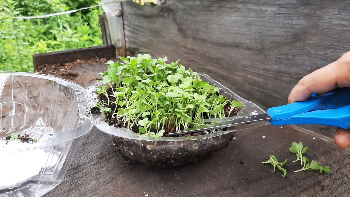 Cutting microgreens with scissors.