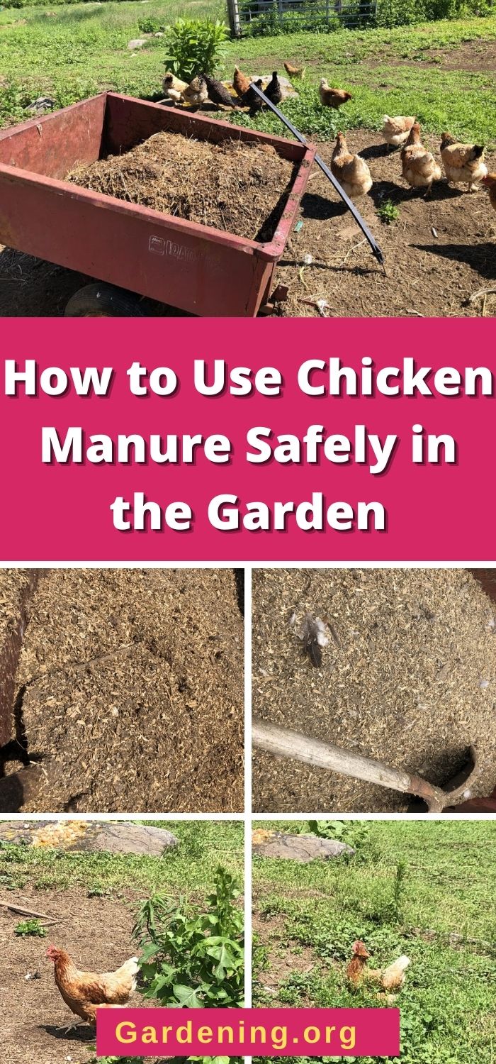 How to Use Chicken Manure Safely in the Garden Gardening