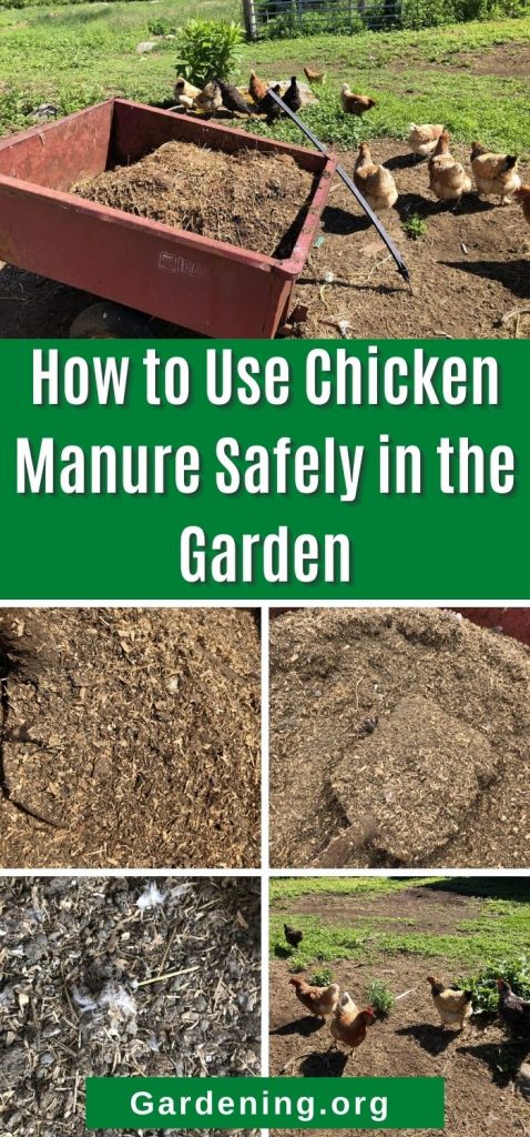 How to Use Chicken Manure Safely in the Garden - Gardening