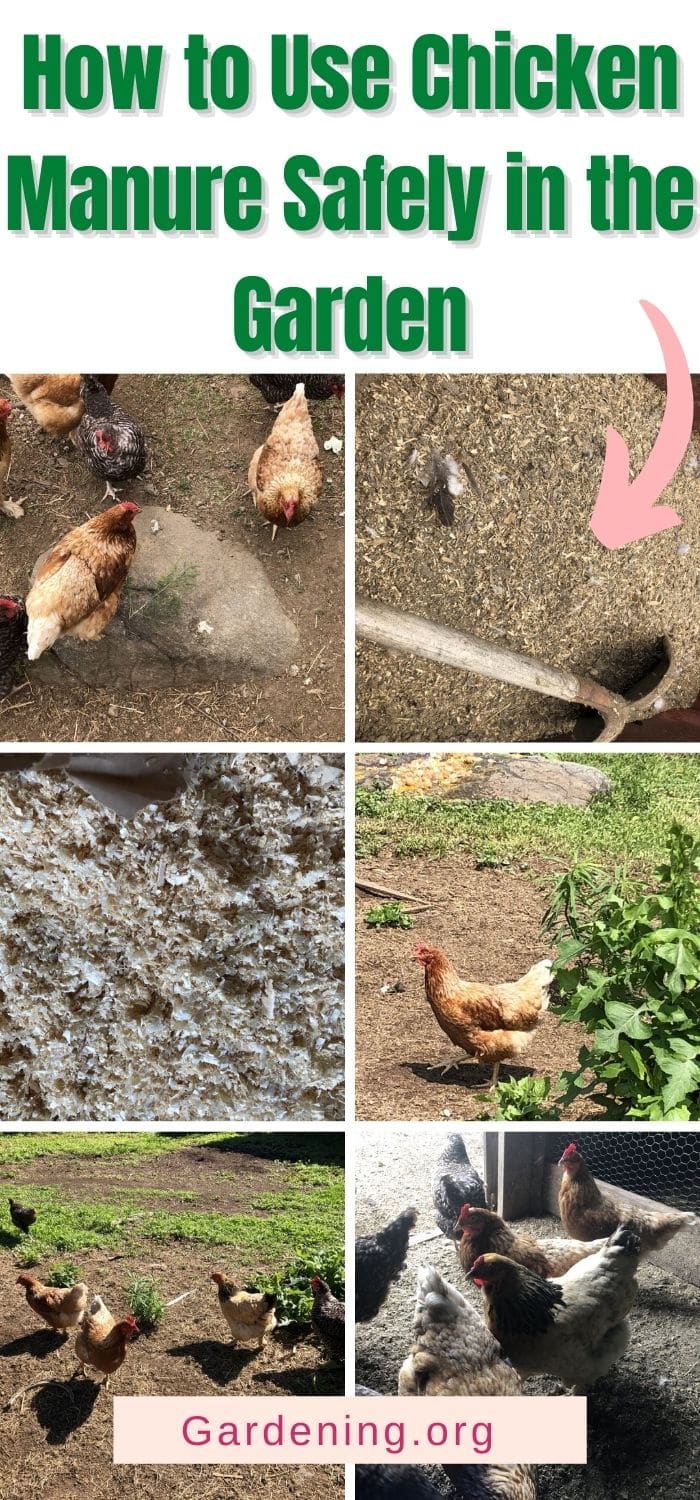 how-to-use-chicken-manure-safely-in-the-garden-gardening