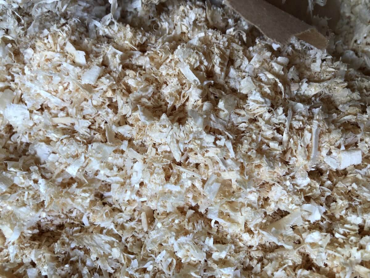 fresh pine shavings