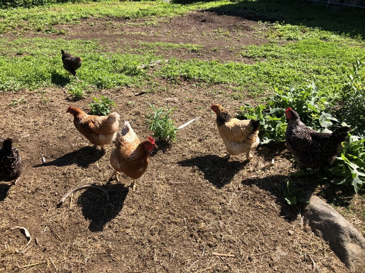chickens ranging in yard