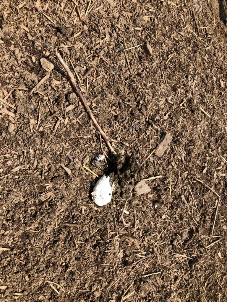 How to Use Chicken Manure Safely in the Garden Gardening