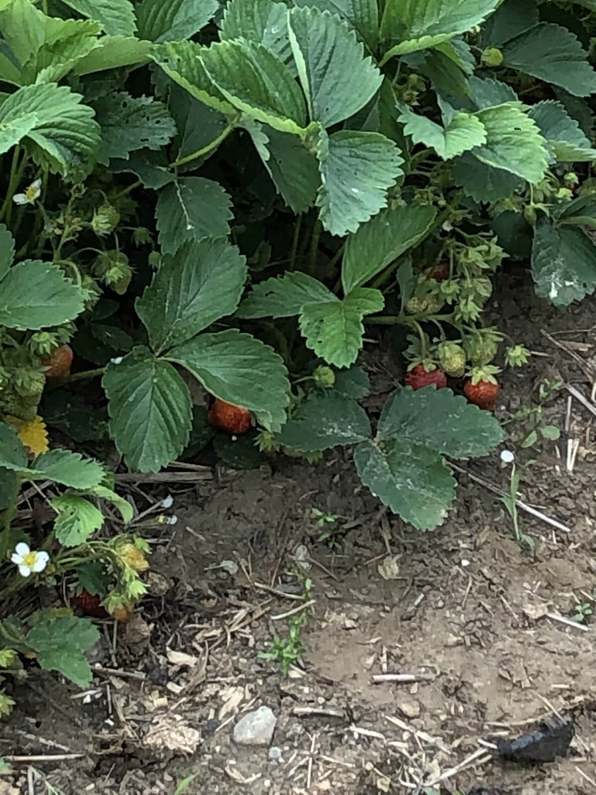 strawberries on plant