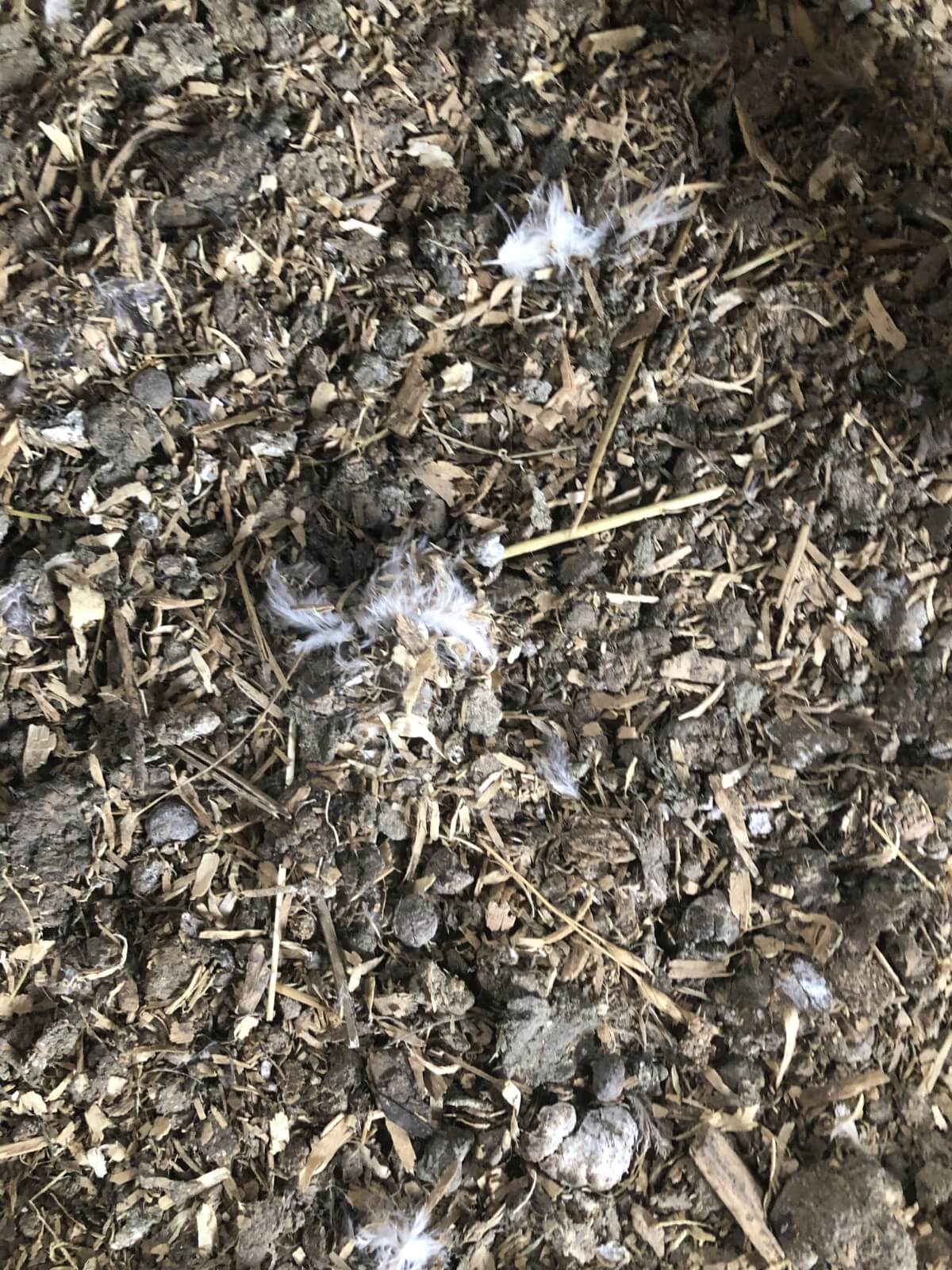 chicken manure with feathers and bedding