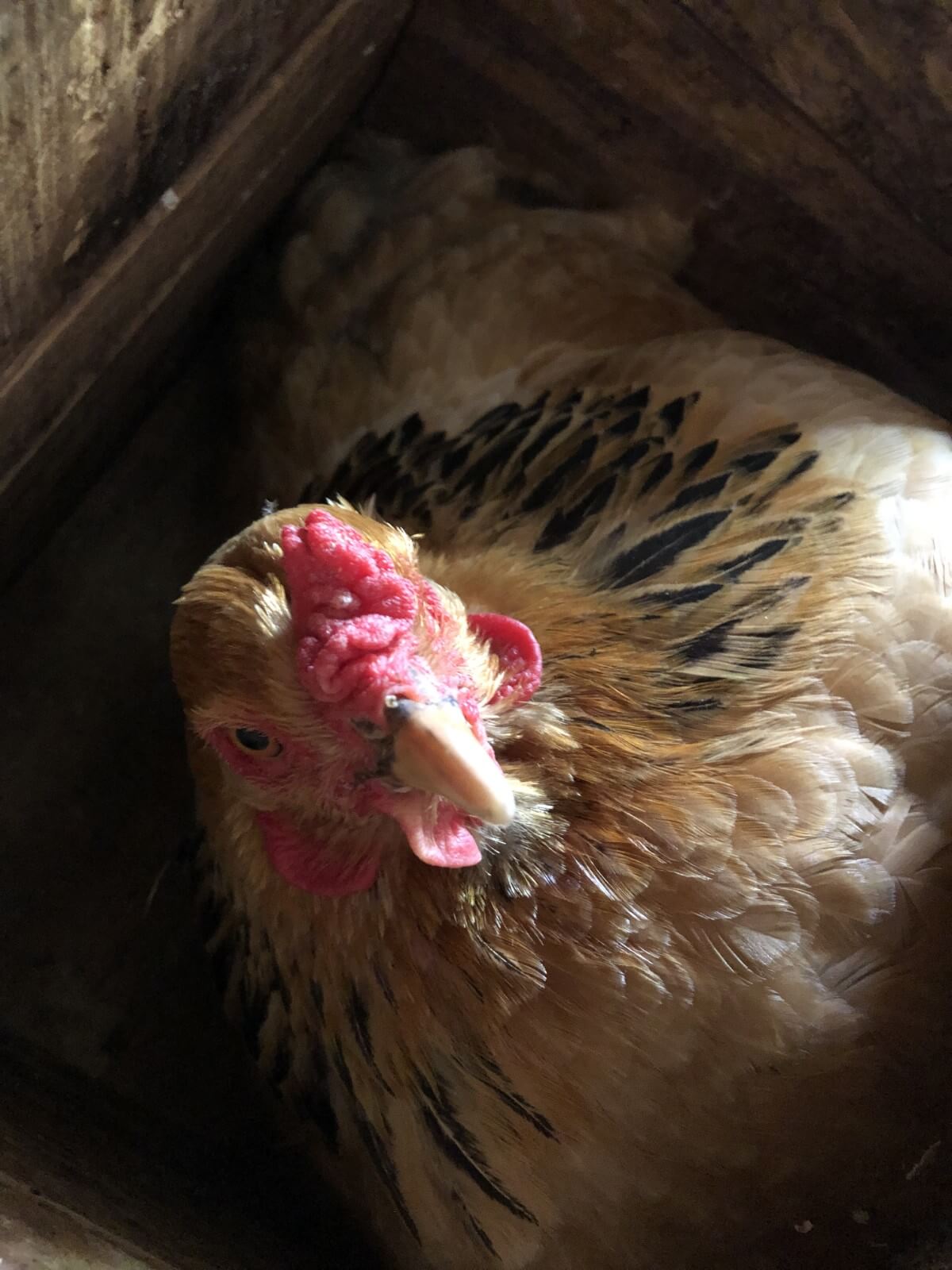 chicken in nest box