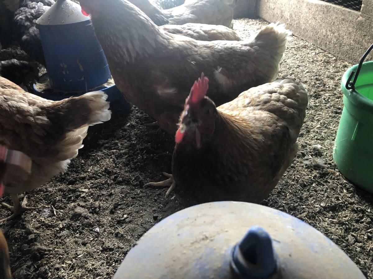 chickens in coop by feeder