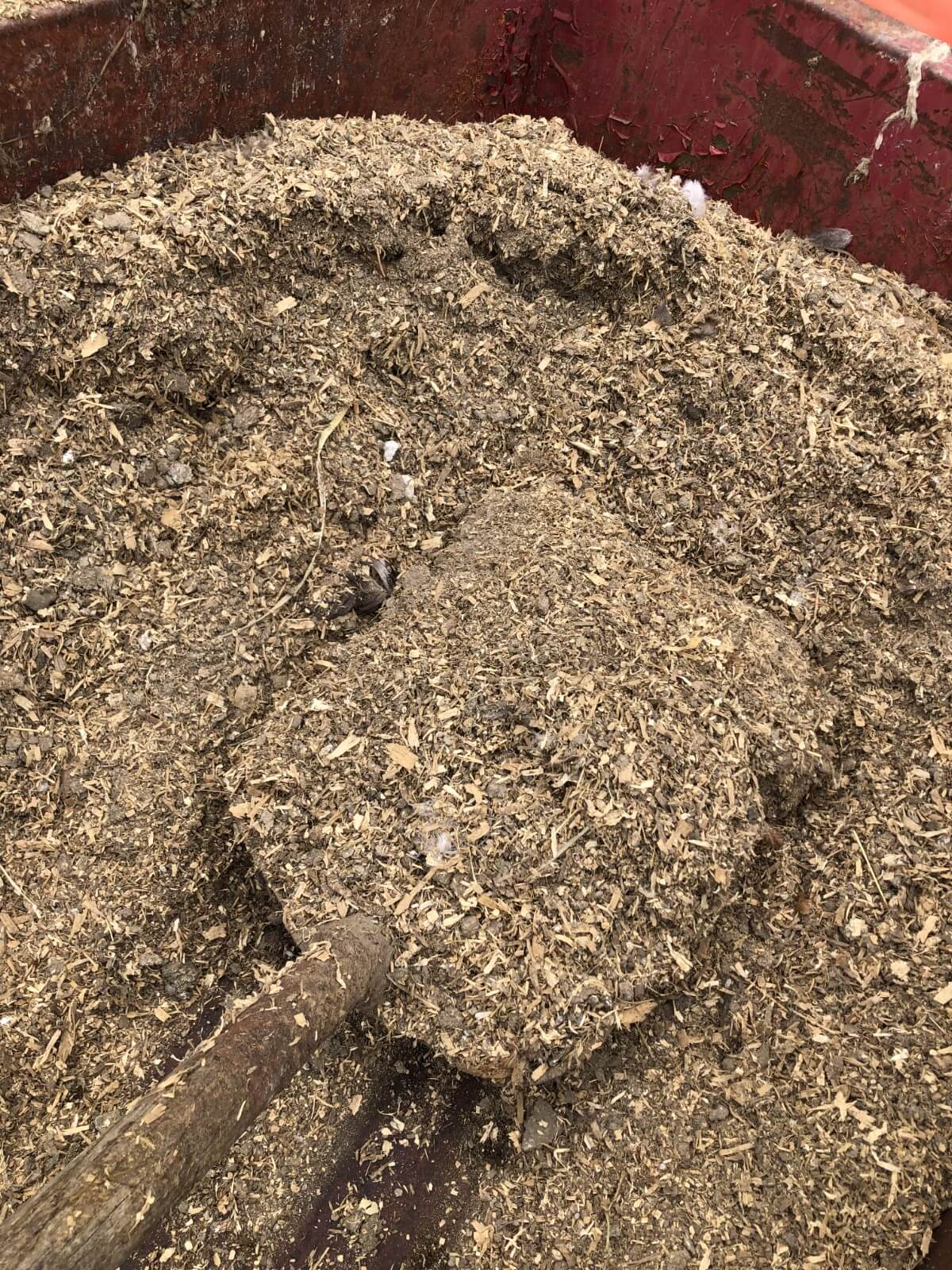 shovel in composted chicken manure