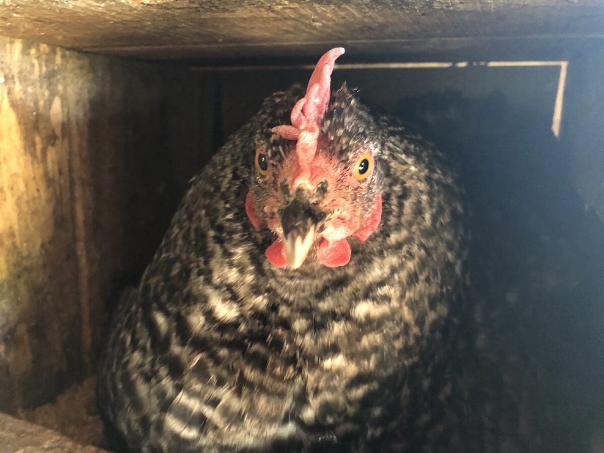barred rock chicken in nest box