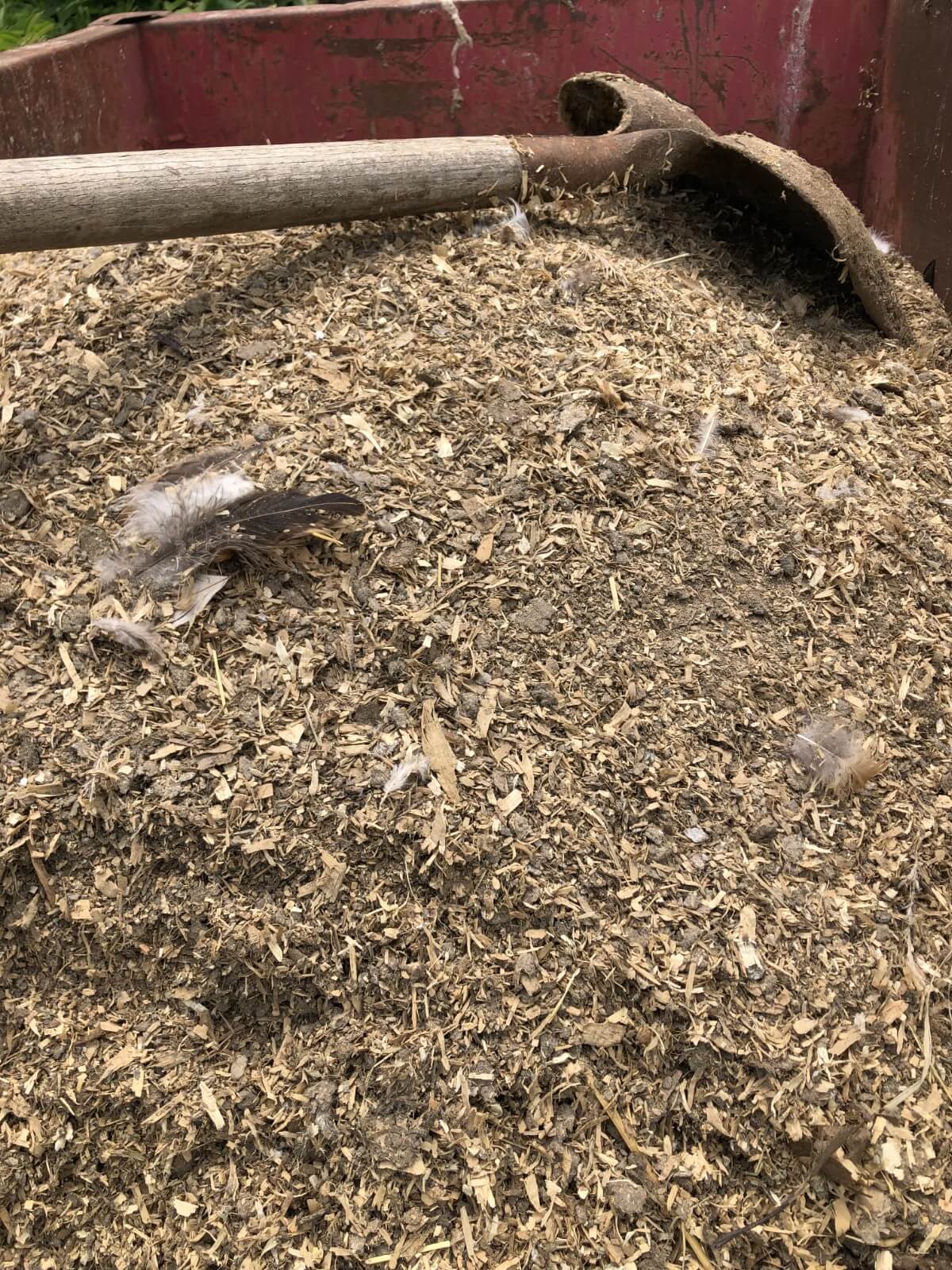 pile of composting chicken manure