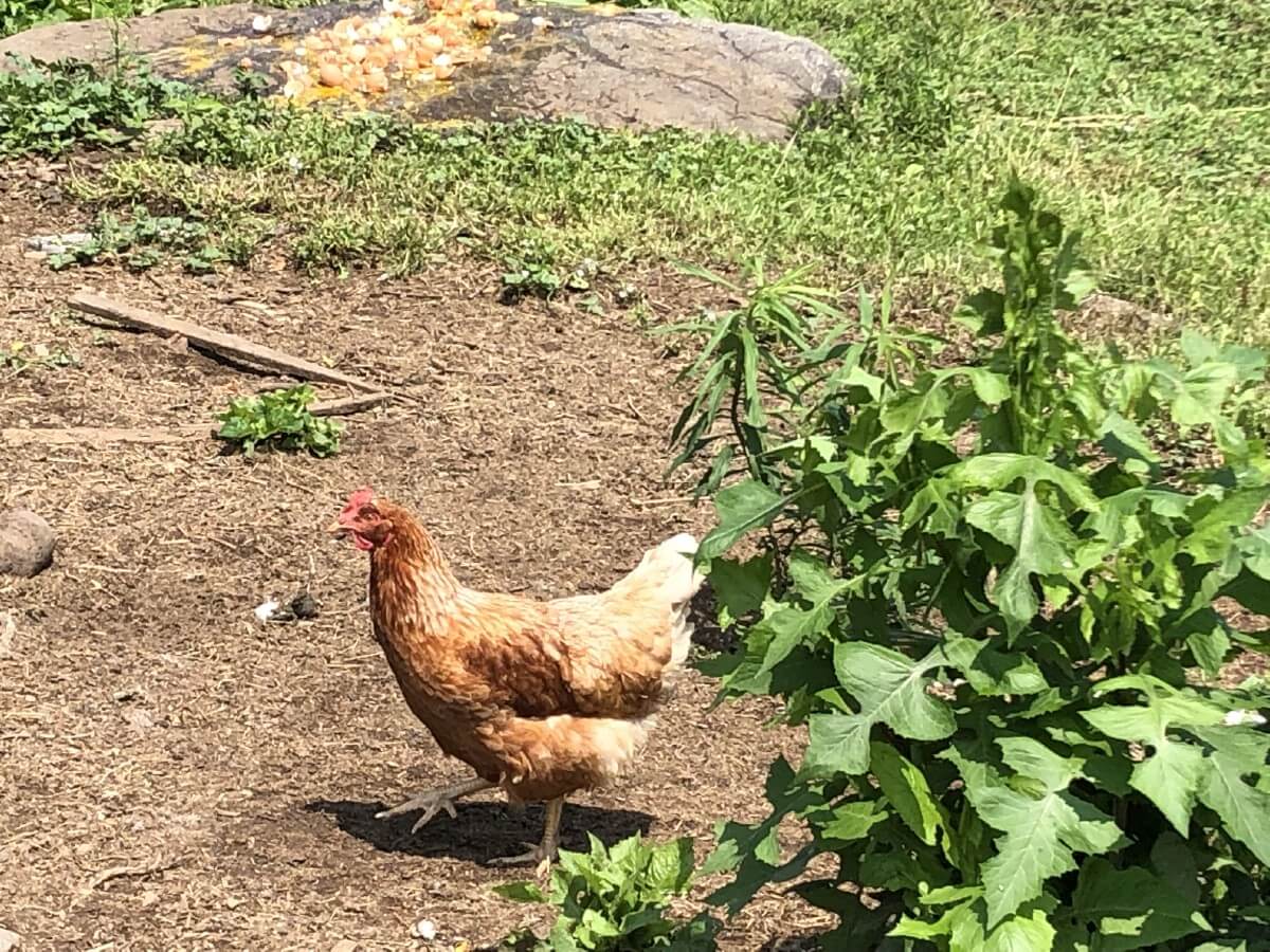 ranging chicken