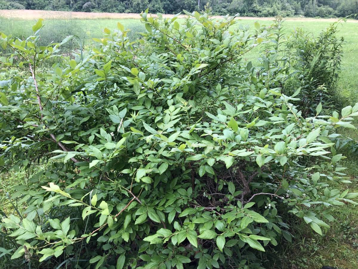 blueberry bush fertilized with chicken manure