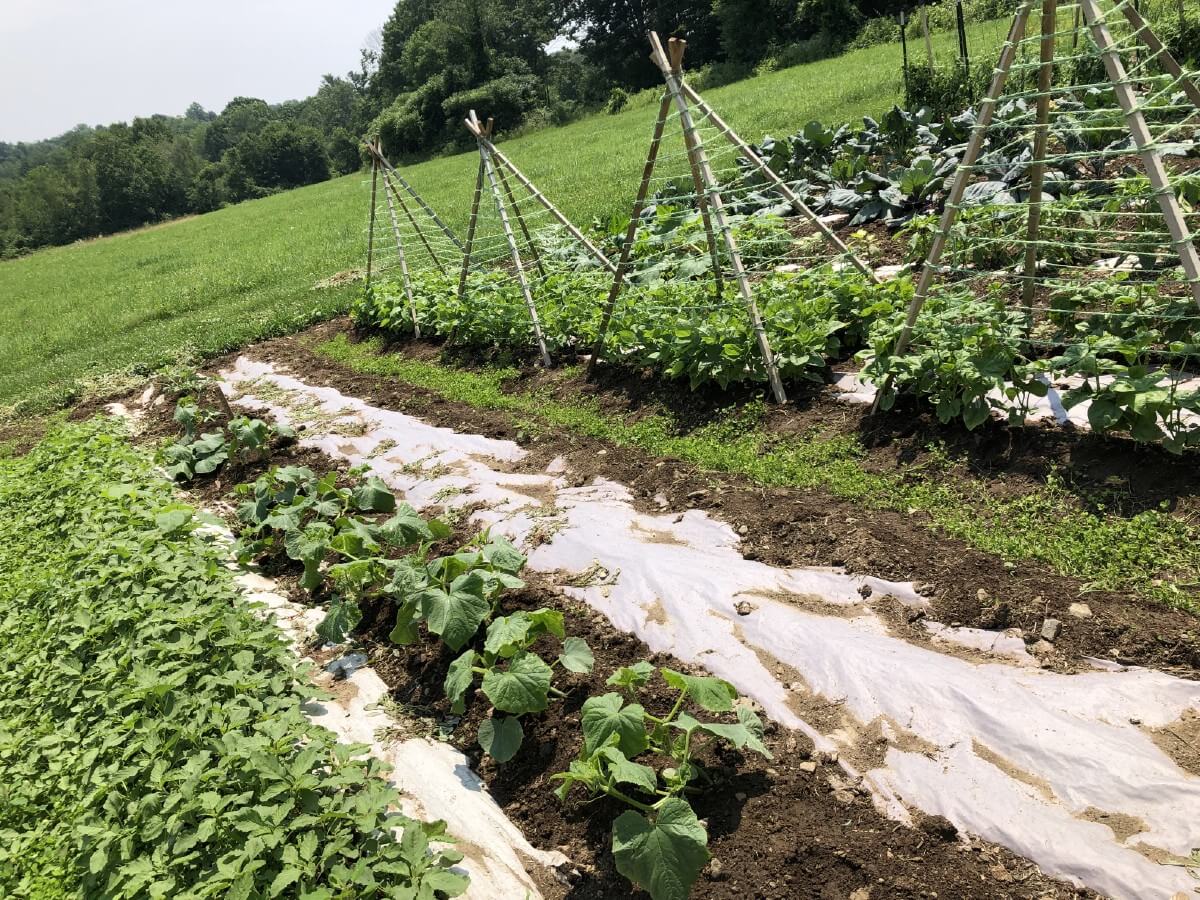 How to Use Chicken Manure Safely in the Garden - Gardening