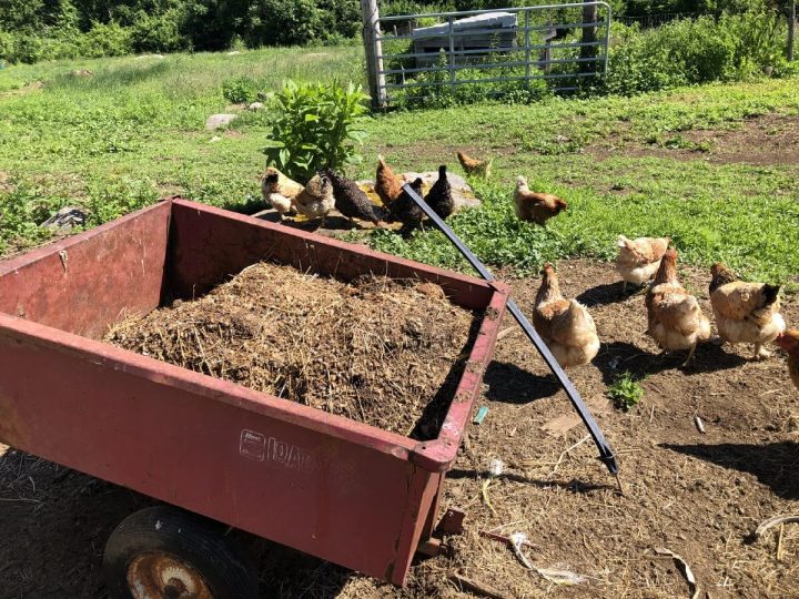 how-to-use-chicken-manure-safely-in-the-garden-gardening