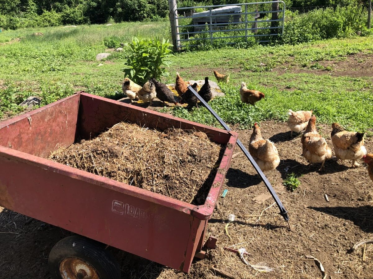 wagon loaded with chicken manure with chicken in background