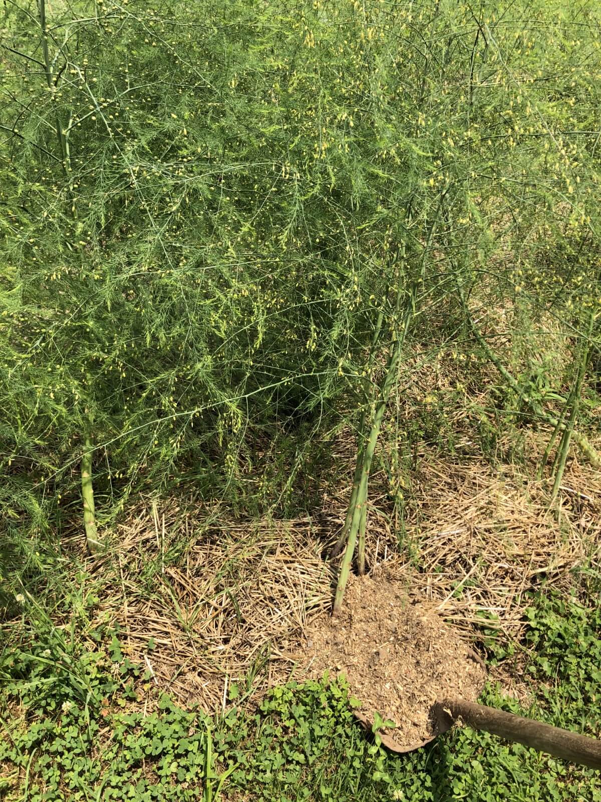Asparagus fertilized with chicken manure