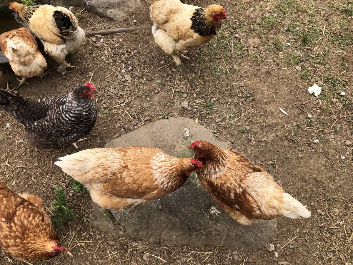 chickens in yard