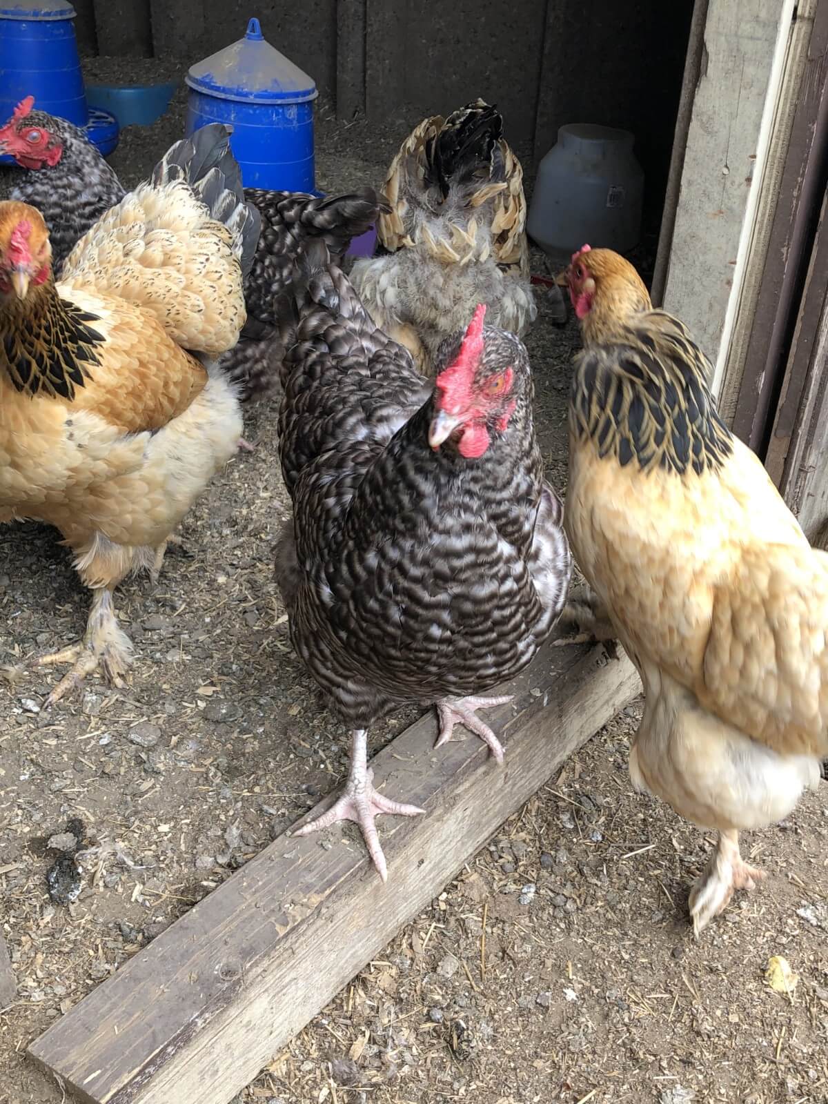 chicken in coop doorway