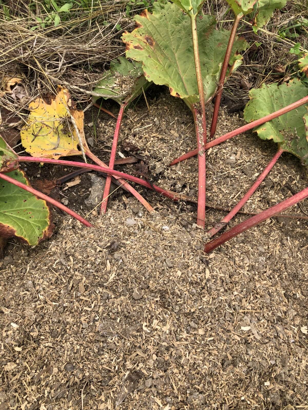 chicken manure in garden patch