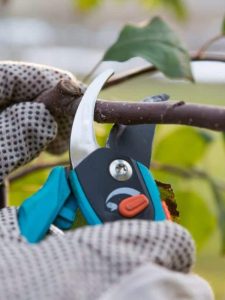 cropped-3-pruning-fruit-trees.jpg
