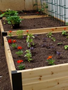 cropped-4-close-raised-garden-beds.jpg