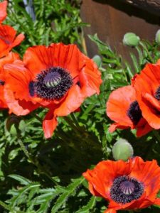 cropped-4-oriental-poppies.jpg