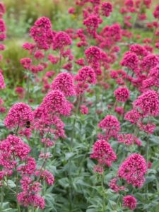 cropped-7-Red-Valerian.jpg