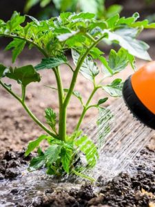 cropped-9-watering-base-of-plants.jpg