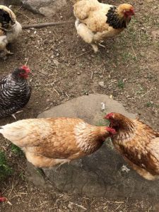 chickens in yard