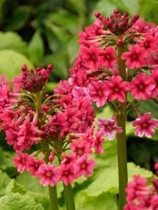 cropped-part-shade-perennials-featured.jpg