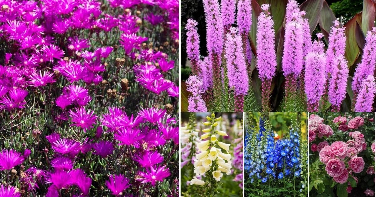 Collage of deer resistant perennials.
