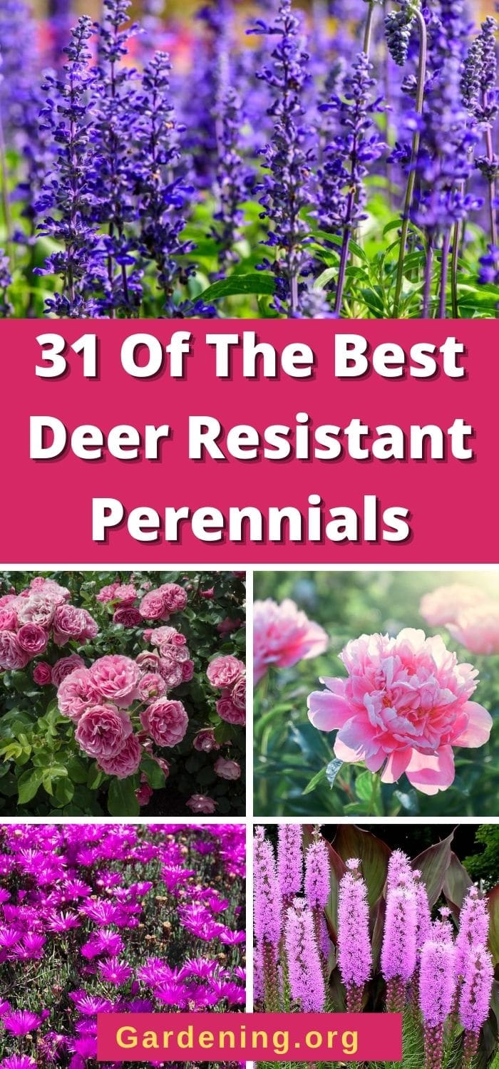 31 Of The Best Deer Resistant Perennials - Gardening