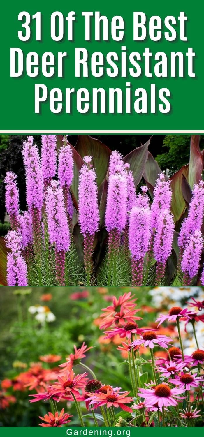 31 Of The Best Deer Resistant Perennials - Gardening