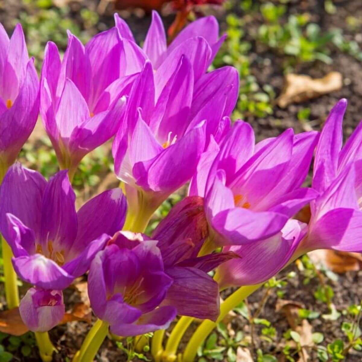 Crocus fall perennial close up view.